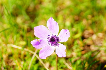 Obraz premium colorful flowers. Flowers as background use. bloom and different colors. nature and blossoming. macro shot of flowers. macro photography of colorful flowers