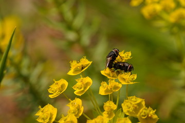 fly couple on flower in the nature. Pair of flies on the flower. pair of flies on yellow flower. Black flies mating on a yellow flower. flies mate.