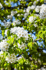 Beautiful white apple or pear blossom.Flowering apple/pear tree.Fresh spring background on nature outdoors.Soft focus image of blossoming flowers in spring time.For easter and spring greeting cards