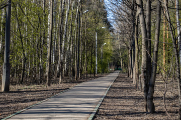 Empty road trail in spring park