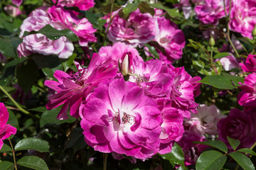Bushes of beautiful musky pink roses in the garden on a sunny summer day
