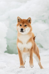 Beautiful portrait of a Shiba dog in the snow. The photo is of good quality.