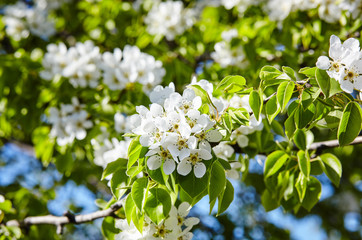 Beautiful white apple or pear blossom.Flowering apple/pear tree.Fresh spring background on nature outdoors.Soft focus image of blossoming flowers in spring time.For easter and spring greeting cards