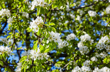 Beautiful white apple or pear blossom.Flowering apple/pear tree.Fresh spring background on nature outdoors.Soft focus image of blossoming flowers in spring time.For easter and spring greeting cards