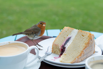 Sparrow having desert in a public garden