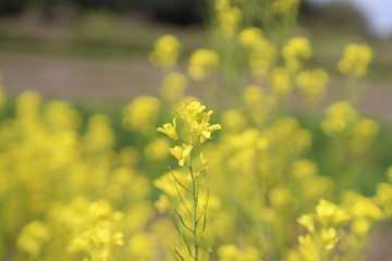 菜の花