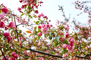 Blossoming red flowers and leaves of the paradise apple trees.Flowering apple tree.Fresh spring background on nature outdoors.For easter and spring greeting cards