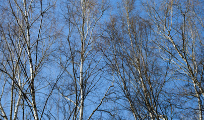 Slender birch trees in a spring forest against a blue sky