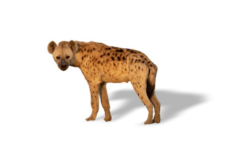Profile of hyena with shadow on white background looking at the camera