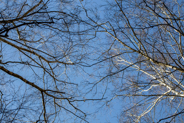 Slender birch trees in a spring forest against a blue sky