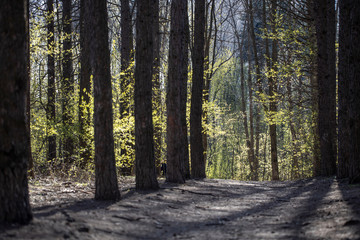 Obraz premium Empty road trail in spring park