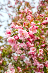 Obraz premium Blossoming red flowers and leaves of the paradise apple trees.Flowering apple tree.Fresh spring background on nature outdoors.For easter and spring greeting cards