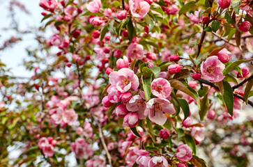 Blossoming red flowers and leaves of the paradise apple trees.Flowering apple tree.Fresh spring background on nature outdoors.For easter and spring greeting cards
