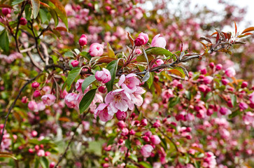 Blossoming red flowers and leaves of the paradise apple trees.Flowering apple tree.Fresh spring background on nature outdoors.For easter and spring greeting cards