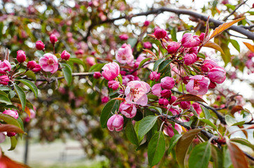 Blossoming red flowers and leaves of the paradise apple trees.Flowering apple tree.Fresh spring background on nature outdoors.For easter and spring greeting cards