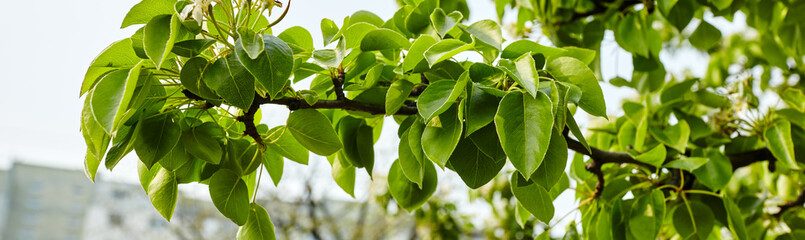 Fototapeta na wymiar Beautiful green pear leaves on branch.Flowering pear tree.Fresh spring background on nature outdoors