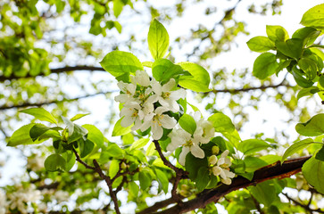 Fototapeta na wymiar Beautiful white apple blossom.Flowering apple tree.Fresh spring background on nature outdoors.Soft focus image of blossoming flowers in spring time