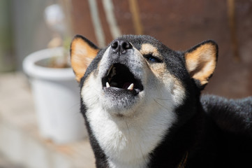 ワンワン！