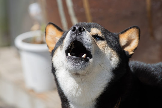 ワンワン！