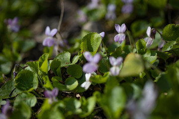 spring flowers in the garden