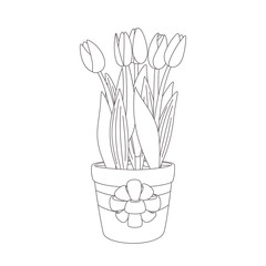 Vector illustration of tulips in a pot with bow. Flowers as a present. Expanded stroke. Isolated on white background.