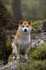 Beautiful portrait of a Shiba dog on the background of a forest. The photo is of good quality.