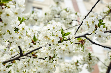 Beautiful white cherry blossom.Flowering cherry tree.Fresh spring background on nature outdoors.Soft focus image of blossoming flowers in spring time.For easter and spring greeting cards