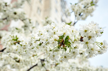 Beautiful white cherry blossom.Flowering cherry tree.Fresh spring background on nature outdoors.Soft focus image of blossoming flowers in spring time.For easter and spring greeting cards