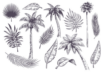 Fototapeta na wymiar Sketch palm trees and leaves. Hand drawn tropical palms and leaf, black line silhouette exotic plants hawaii natura, engraving vector set