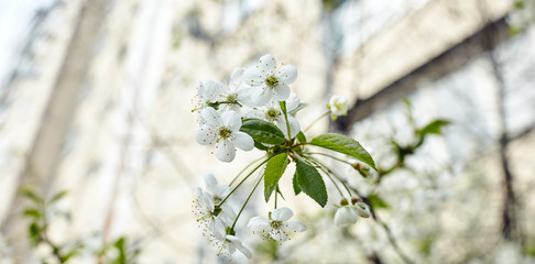 Beautiful white cherry blossom.Flowering cherry tree.Fresh spring background on nature outdoors.Soft focus image of blossoming flowers in spring time.For easter and spring greeting cards