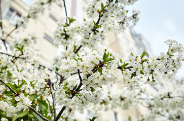 Beautiful white cherry blossom.Flowering cherry tree.Fresh spring background on nature outdoors.Soft focus image of blossoming flowers in spring time.For easter and spring greeting cards