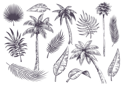 Sketch palm trees and leaves. Hand drawn tropical palms and leaf, black line silhouette exotic plants hawaii natura, engraving vector set