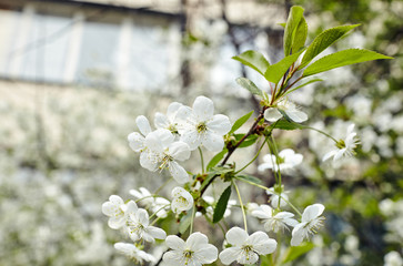 Beautiful white cherry blossom.Flowering cherry tree.Fresh spring background on nature outdoors.Soft focus image of blossoming flowers in spring time.For easter and spring greeting cards