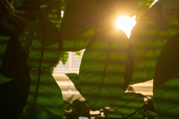 Leaves and spikes of pomelo tree planted in the flat. Slovakia