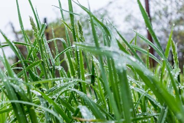 Green fresh grass after rain. Raindrops on the blades of grass. For a site about weather, nature, seasons, natural phenomena, art, agriculture.