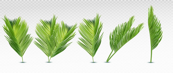 Tropical exotic leaf from different angles. 3D realistic palm leaves on transparent background. Icon set. Vector illustration.