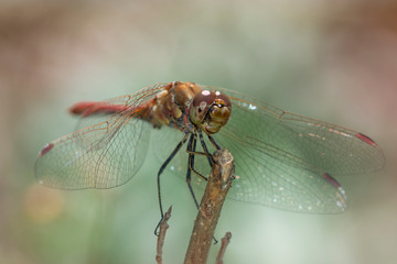 Dragon fly close up on garden background