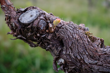 Gnarled vine with bud in spring