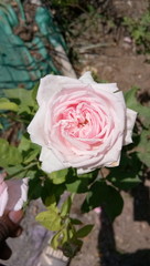 Obraz premium Pink rose in the garden