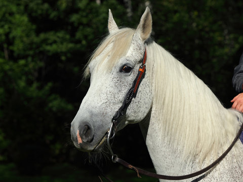 Cowboy horse portrait, stallion with western bridle.
