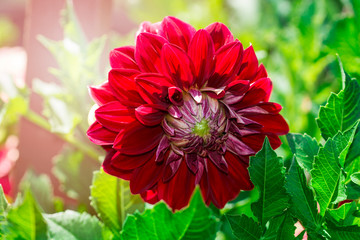 Beautiful red dahlia isolated on garden background