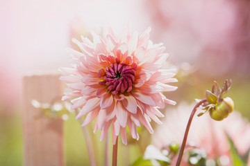 Beautiful pink dahlia isolated on garden background
