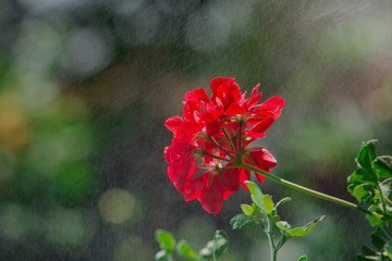 Beautiful flower isolated on garden background