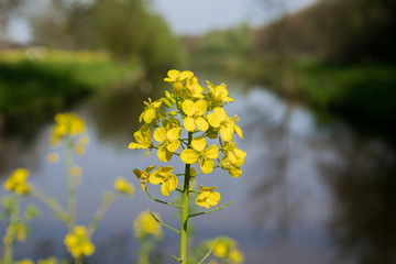 yellow flowers in spring