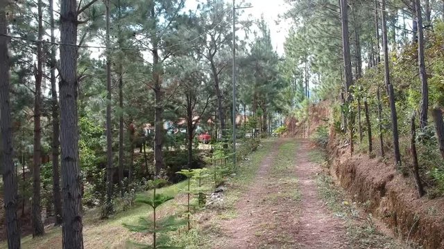 pinos  en panama , bosque en panama , naturaleza