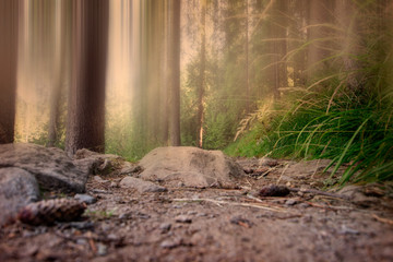 View from forest from Carpathian Mountains, Romania