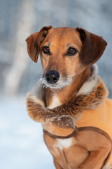 Beautiful portrait of a mongrel dog in winter clothes. Good quality photo