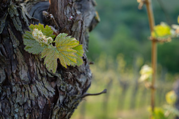 Leave budding at a vine