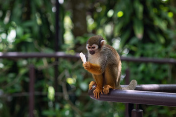 Cute little monkey eats vegetable. Monkey is unhappy that she was given eggplant. Dislike for vegetables. Monkey with funny emotions.