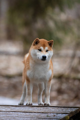 Beautiful portrait of a Shiba dog on the background of a forest. The photo is of good quality.